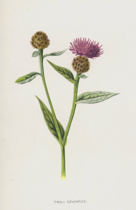 Knapweed (chromolitho) od Frederick Edward Hulme