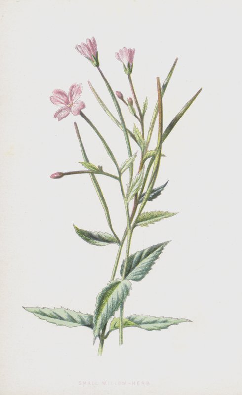 Malá vrbová bylina (chromolitho) od Frederick Edward Hulme
