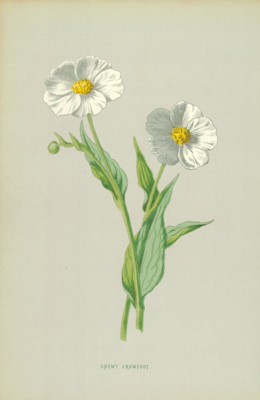 Zasněžený Crowfoot od Frederick Edward Hulme