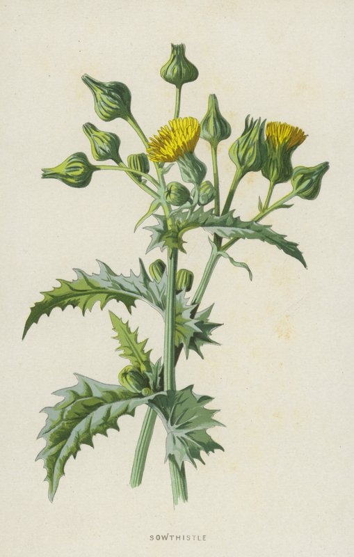 Sowthistle (chromolitho) od Frederick Edward Hulme