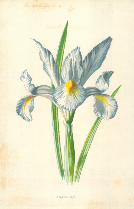 Španělský Iris od Frederick Edward Hulme