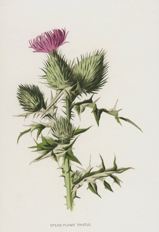 Bodlák kopijovitý (chromolitho) od Frederick Edward Hulme