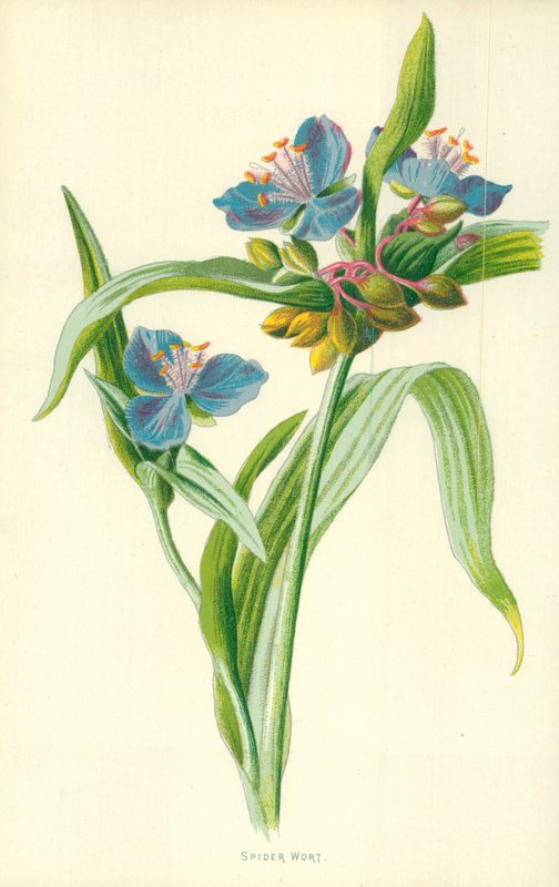 Spiderwort od Frederick Edward Hulme