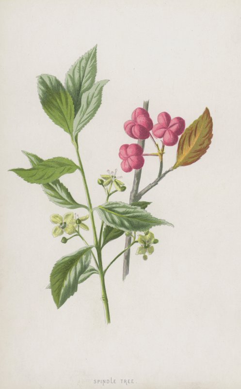 Vřetenový strom (chromolitho) od Frederick Edward Hulme