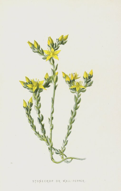 Rozchodník nebo násadový pepř (chromolitho) od Frederick Edward Hulme