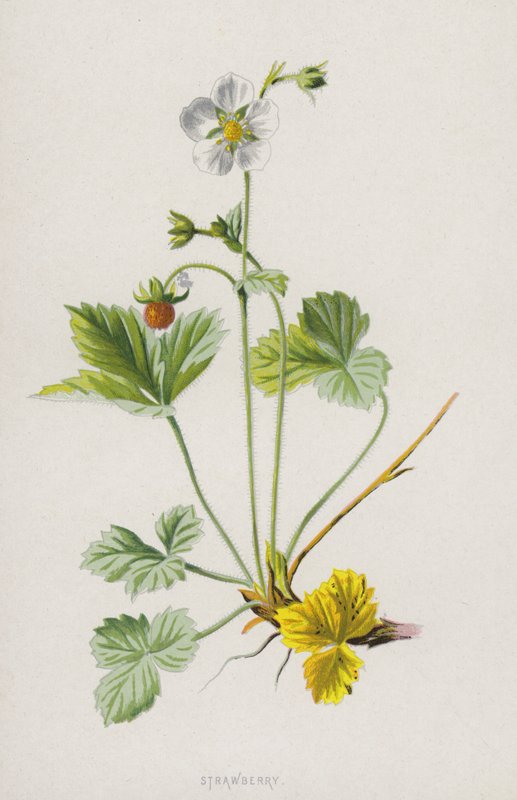 Jahoda (chromolitho) od Frederick Edward Hulme