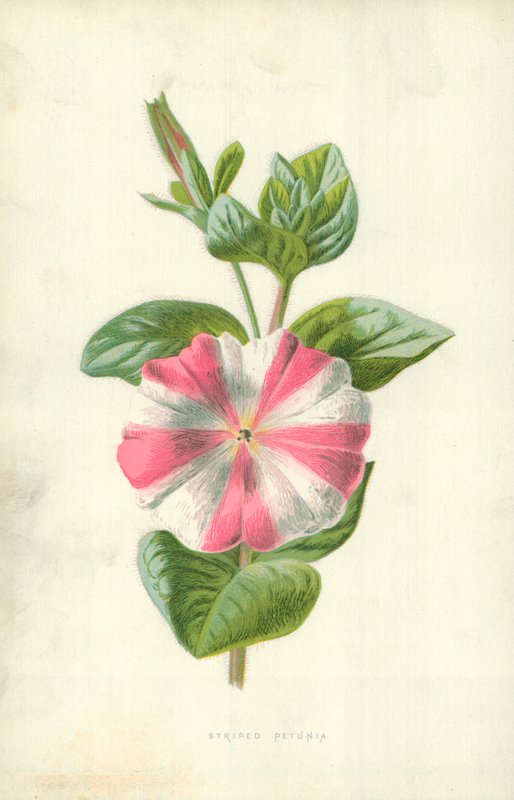Pruhovaná Petúnie od Frederick Edward Hulme