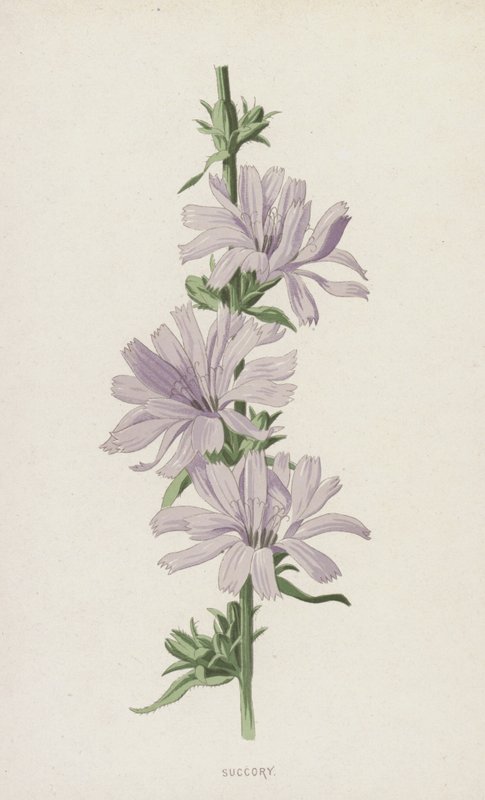 Succory (chromolitho) od Frederick Edward Hulme