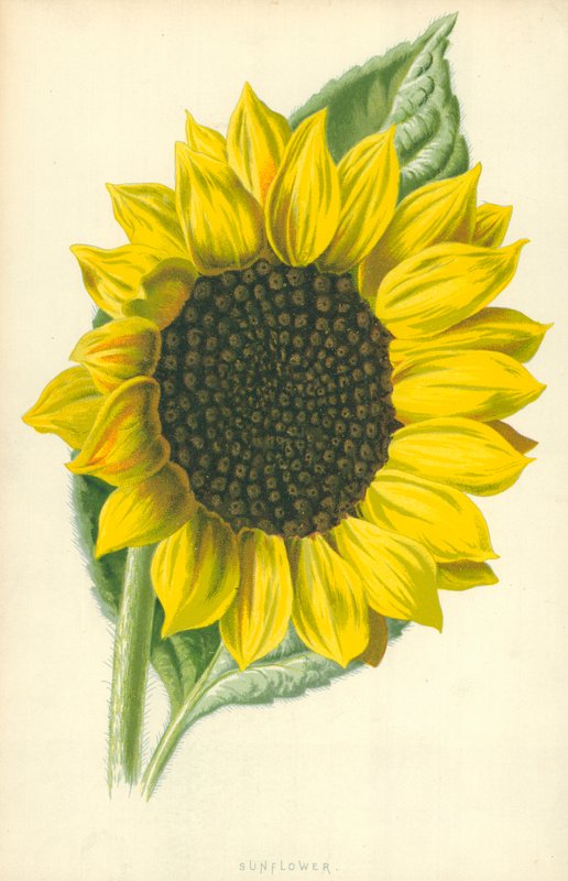 Slunečnice od Frederick Edward Hulme