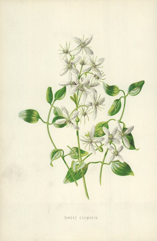 Sladký Clematis od Frederick Edward Hulme