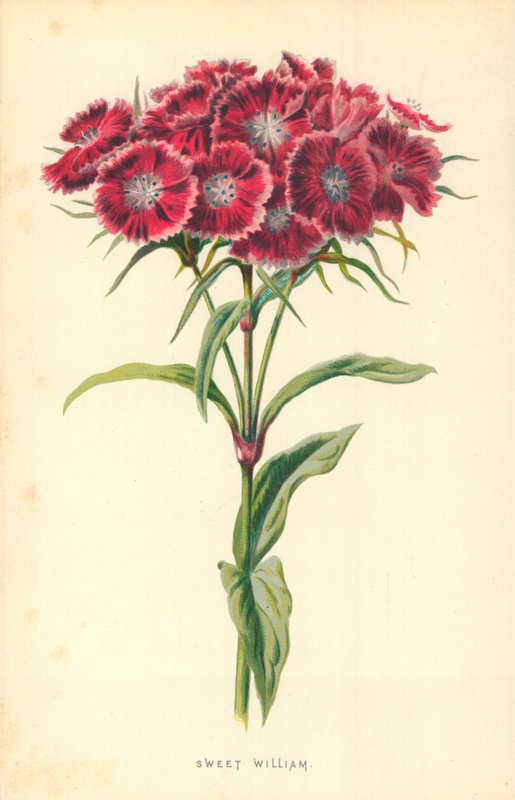Milý Williame od Frederick Edward Hulme