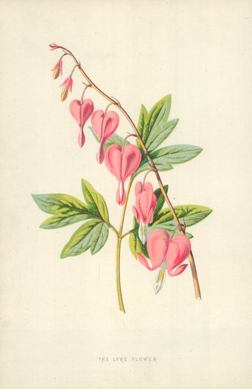 Květ Lyry od Frederick Edward Hulme