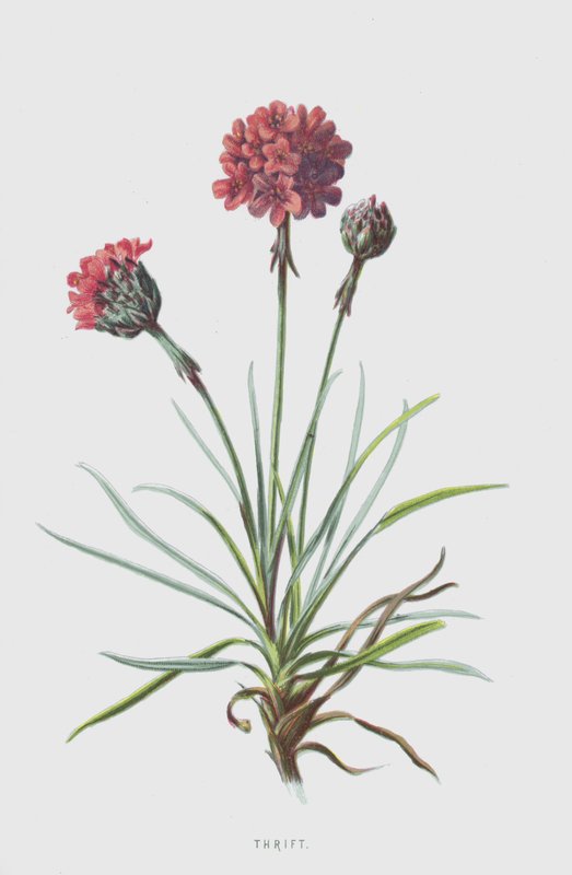 šetrnost (chromolitho) od Frederick Edward Hulme