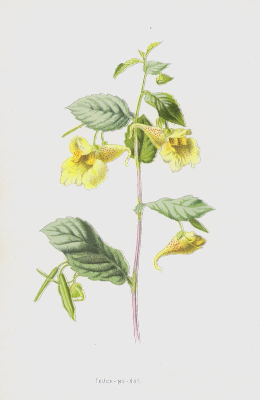 Touch-Me-Not (chromolitho) od Frederick Edward Hulme
