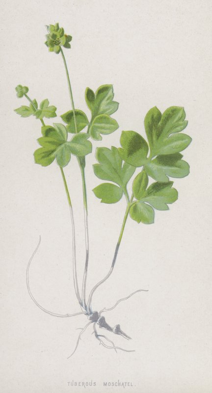 Tuberous Moschatel (chromolitho) od Frederick Edward Hulme