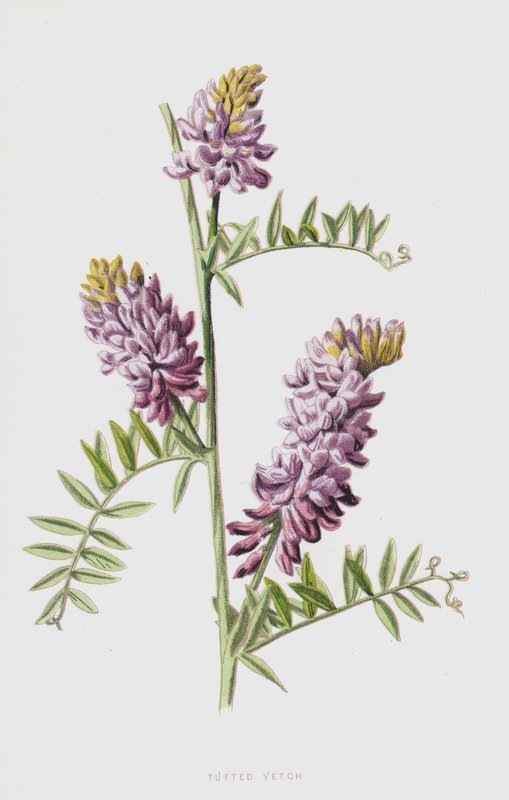 Vika chocholatá (chromolitho) od Frederick Edward Hulme