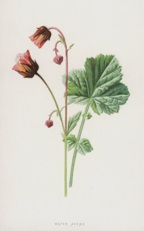 Water Avens (chromolitho) od Frederick Edward Hulme