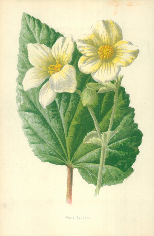 Begonia bílá od Frederick Edward Hulme