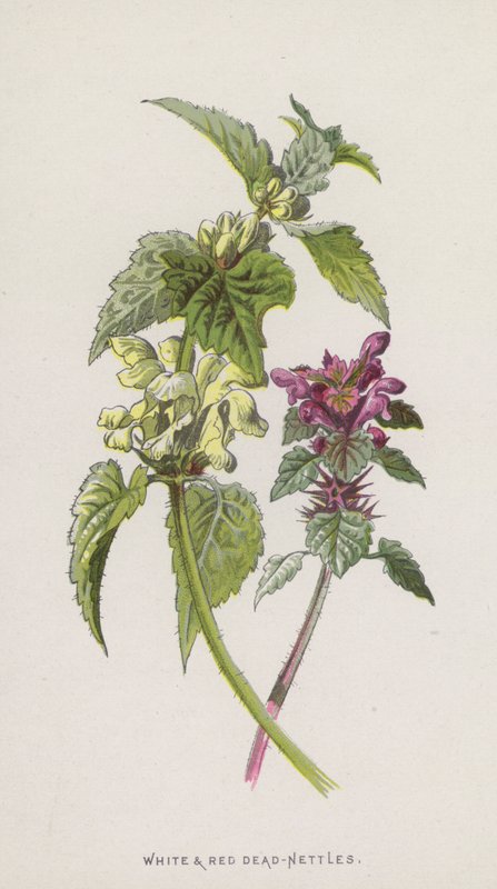 Bílé a červené kopřivy (chromolitho) od Frederick Edward Hulme
