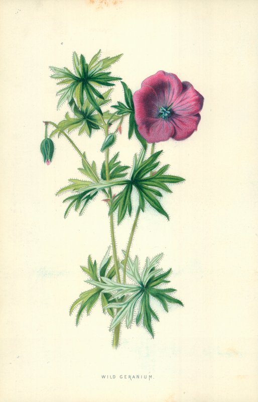 Divoké pelargonie od Frederick Edward Hulme