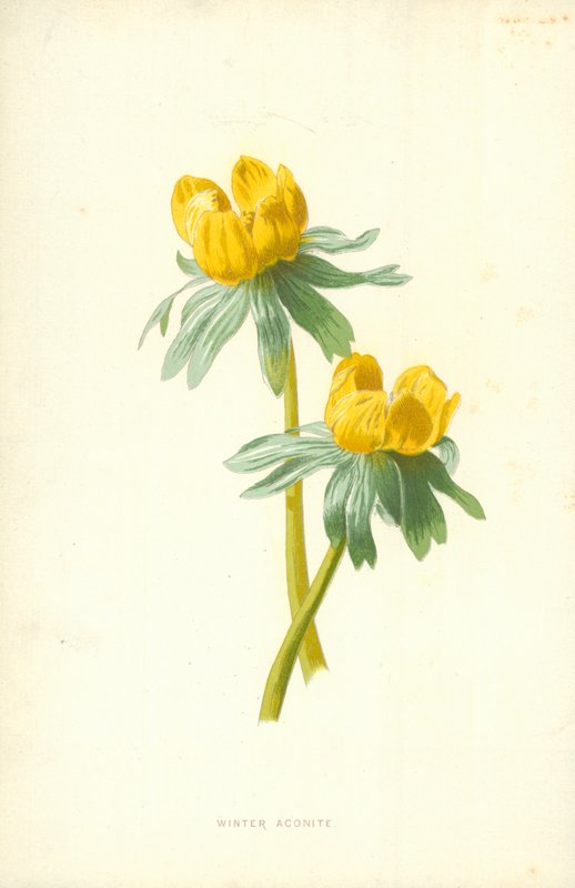 Zimní akonit od Frederick Edward Hulme