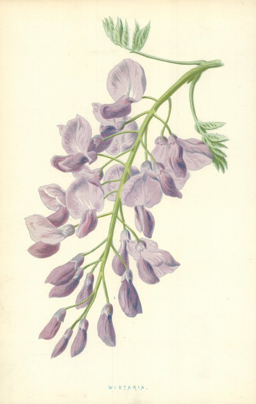 Chomáčkovitý od Frederick Edward Hulme