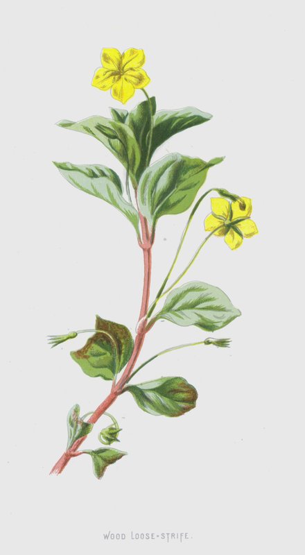 Wood Loose-Strife (chromolitho) od Frederick Edward Hulme