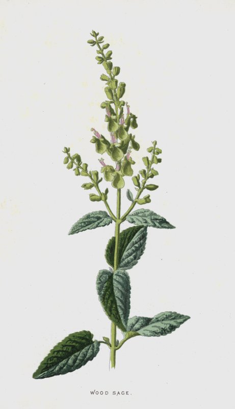 Dřevěná šalvěj (chromolitho) od Frederick Edward Hulme