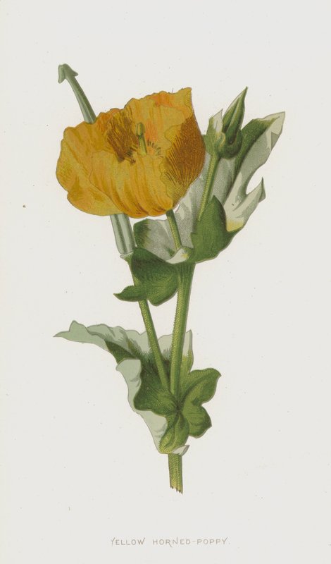 Žlutý mák rohatý (chromolitho) od Frederick Edward Hulme