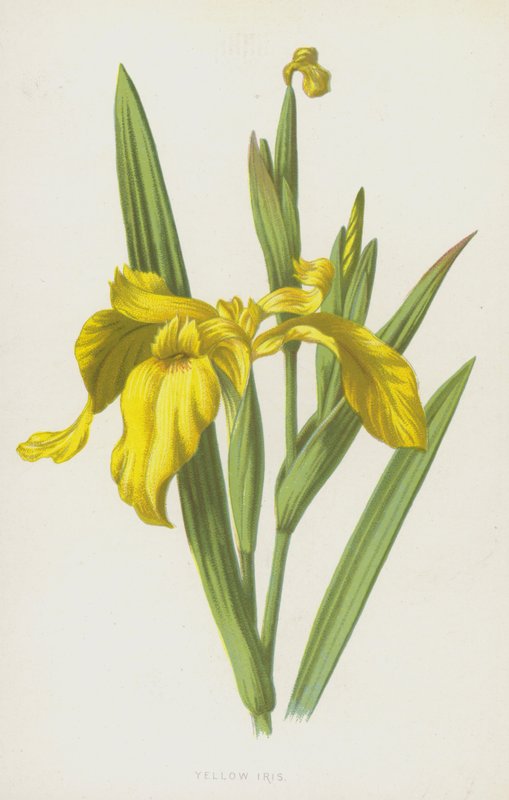 Kosatec žlutý (chromolitho) od Frederick Edward Hulme