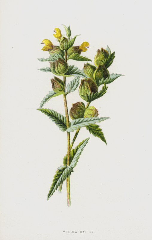 Žluté chrastítko (chromolitho) od Frederick Edward Hulme