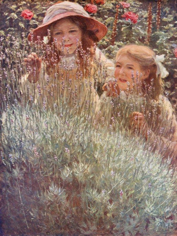 Levandulový keř (barevná litografie) od Frederick Stead