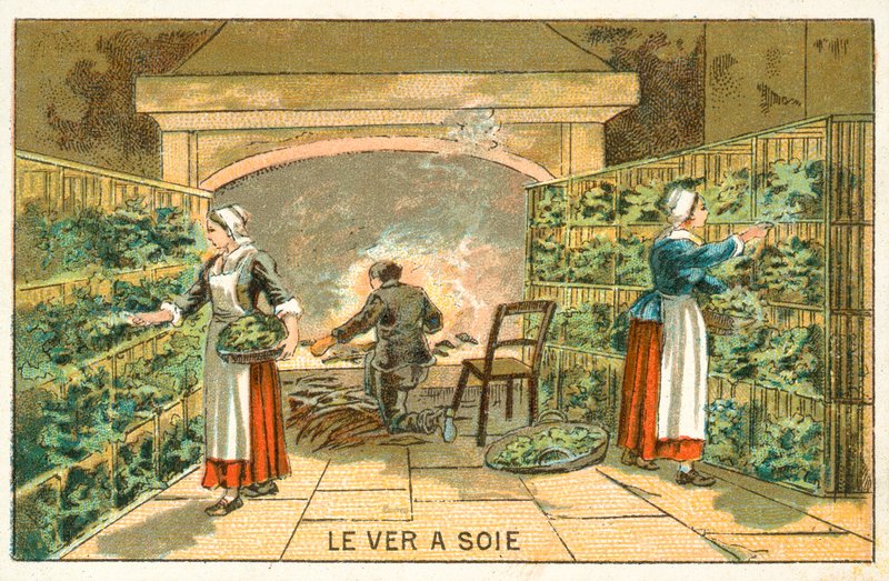 Chov bource morušového od French School