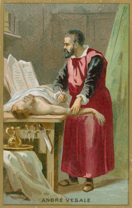 Andreas Vesalius od French School