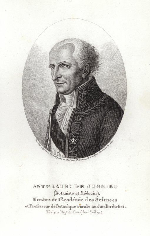 Antoine Laurent de Jussieu od French School