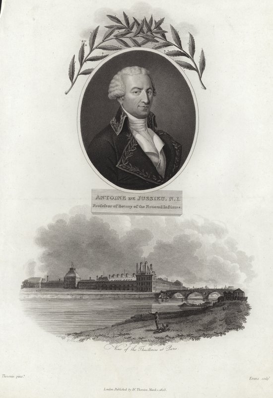 Antoine de Jussieu od French School