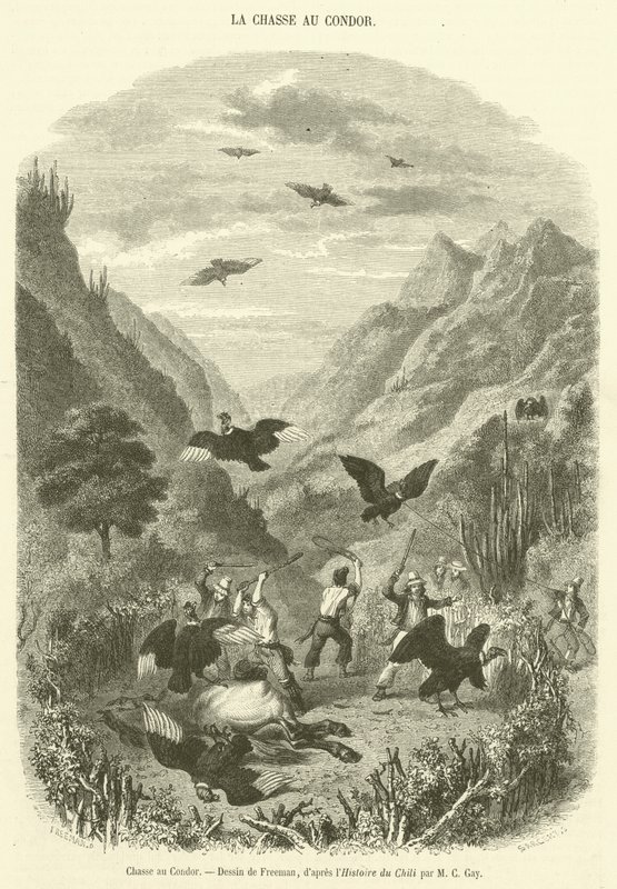 Condor Hunt (rytina) od French School