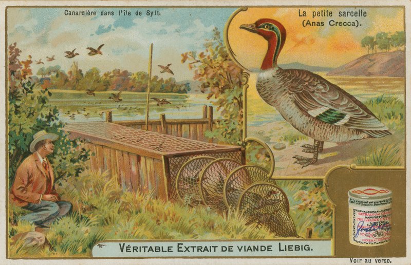 Teal obecná; chytání kachen od French School