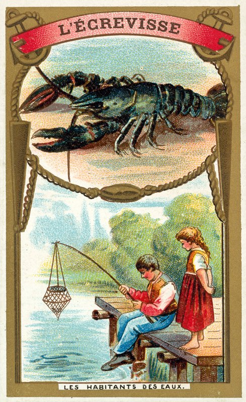 Raci (chromolitho) od French School