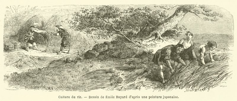Pěstování rýže (rytí) od French School