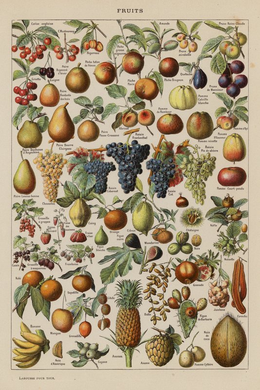 Ovoce (barevná litografie) od French School