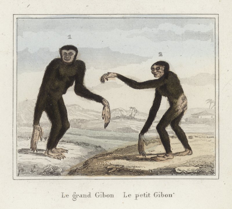 Giboni od French School