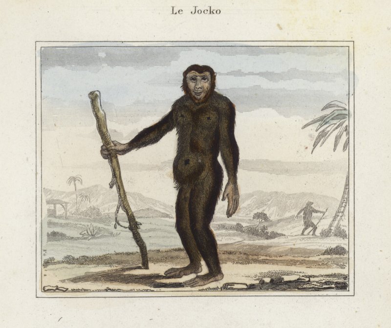 Jocko od French School