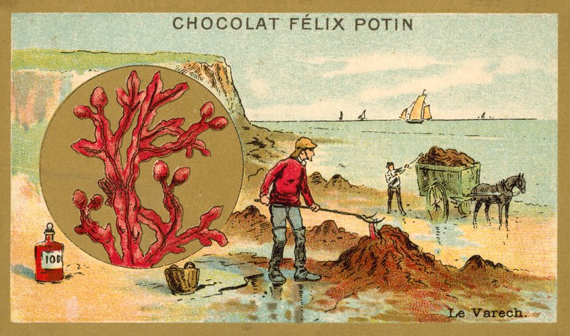 Kelp (chromolit) od French School