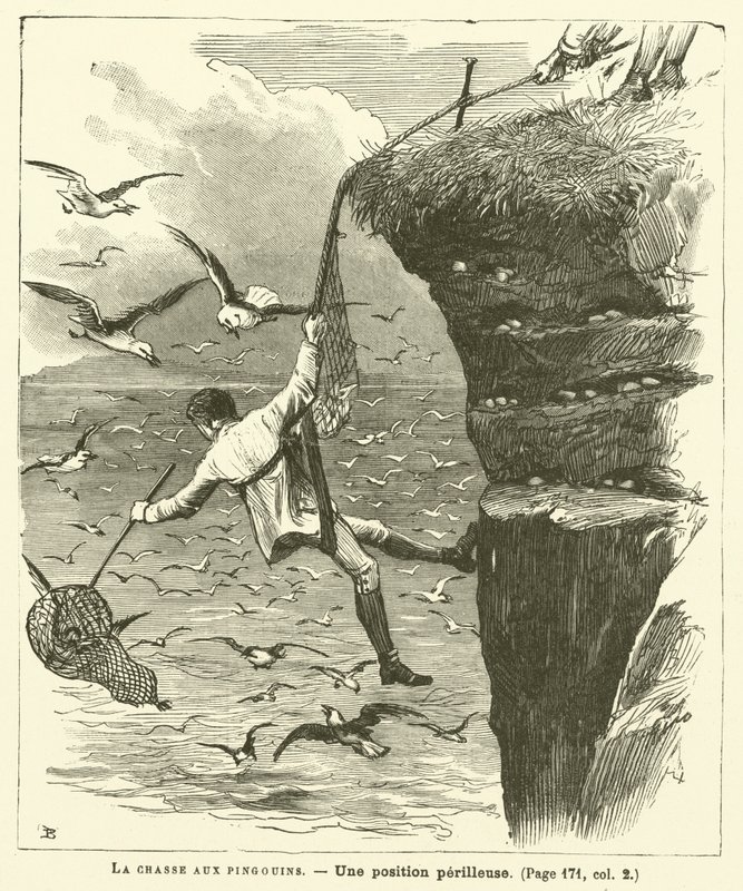 The Penguin Hunt (rytina) od French School