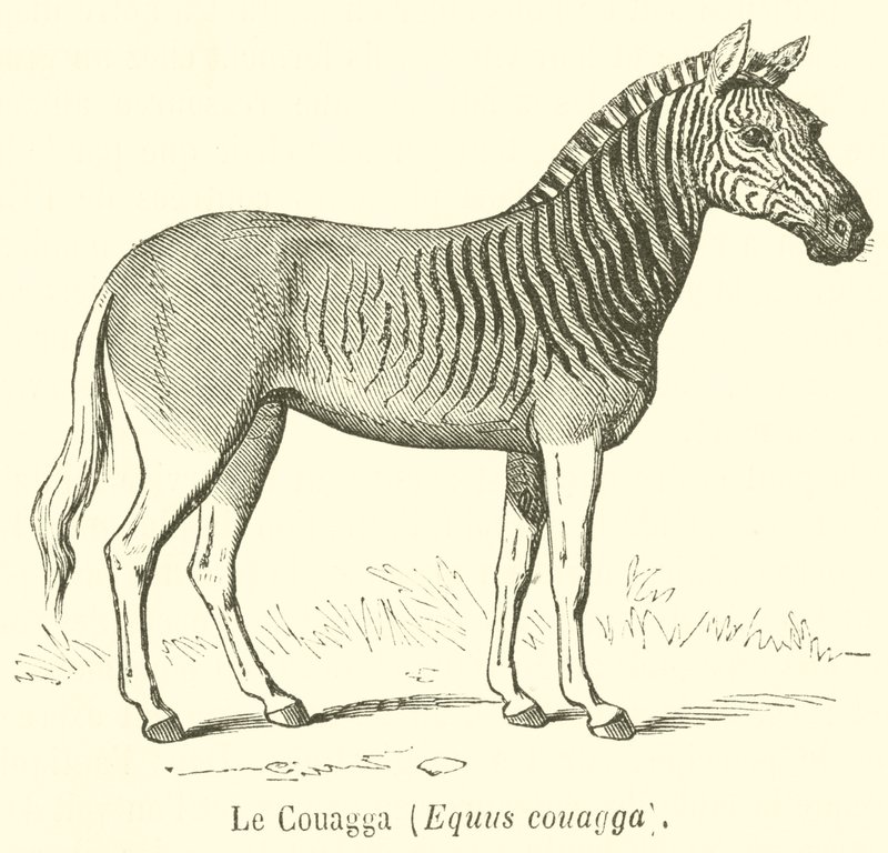 Le Couagga, Equus couagga (rytina) od French School