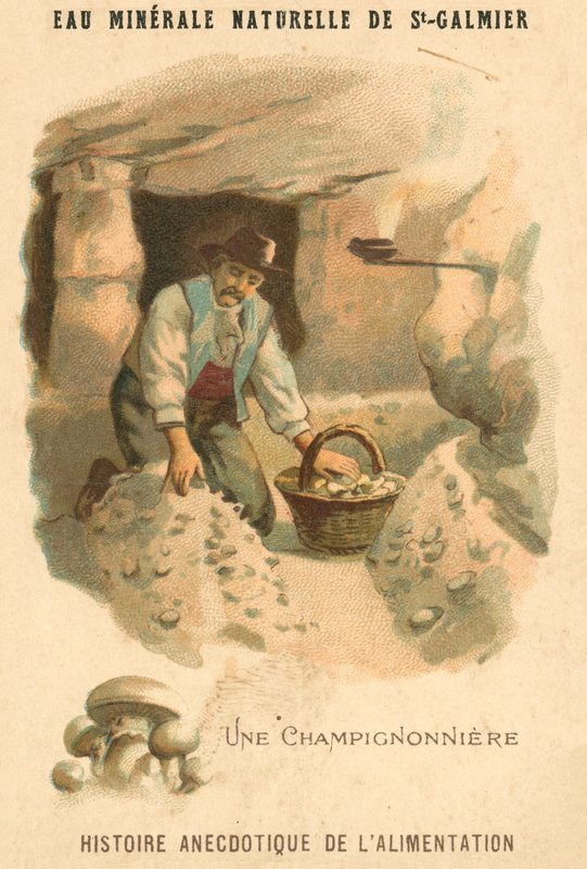 houbař (chromolitho) od French School