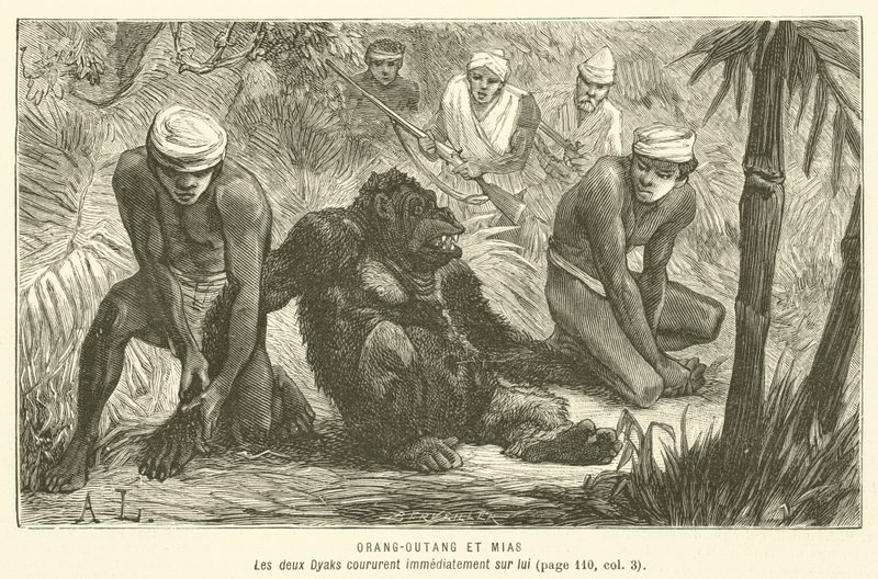 Orang-Outang Et Mias (rytina) od French School