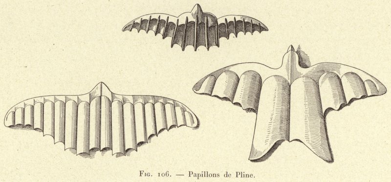 Motýli od Plinia (rytina) od French School