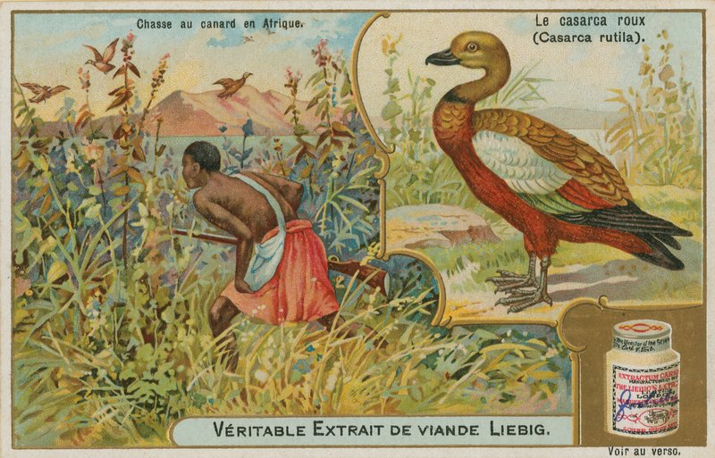 Ruddy Shelduck; lov kachen v Africe od French School